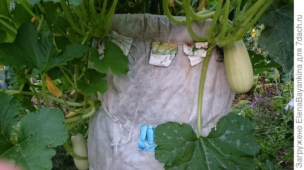 чтобы не забыть,какие сорта сажала, оставила на бочке этикетки