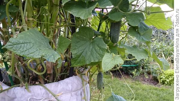 это -середина августа2016