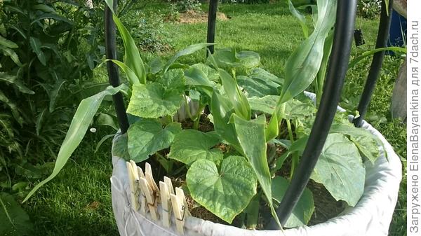 Подрастают, летнее поколение