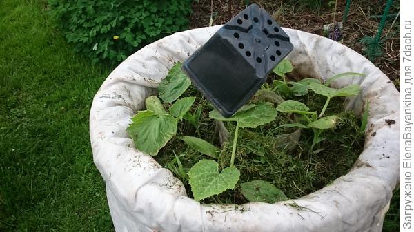 А это кабачки 2016, далее выложу фото их же, но в конце лета