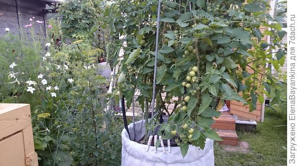 Из двух высокорослых томатов один оказался -черри,  тоже неплохо, посмотрим.