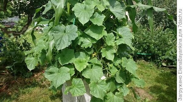 Вот такая огорчения горка на кукурузу полезла в бочке