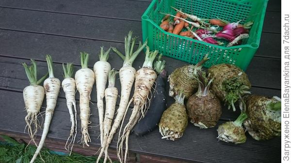 Корнеплоды из семян"Семко" осень2016