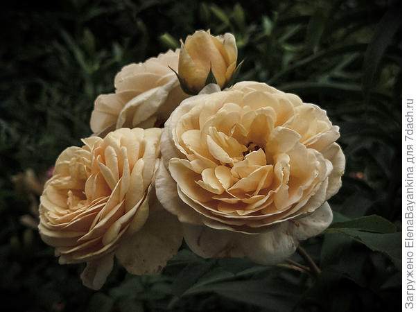 С днём рожденья Семидачье!!!!