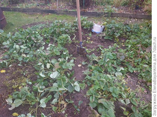 Ноябрьская клубника под Москвой вся зелёная ! 🍓