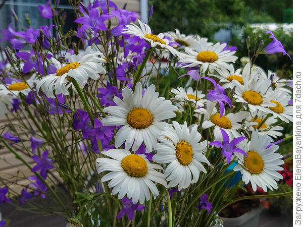 Поздравляю с днём рожденья дорогое Семидачье! Пусть все будет хорошо! Процветания и хорошего весеннего настроения!!!! !