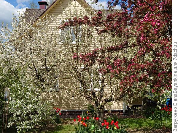 'Макамик' .Розовое, ароматное  облако.