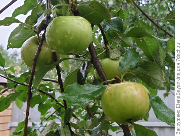 Сорт яблони 'Медуница'