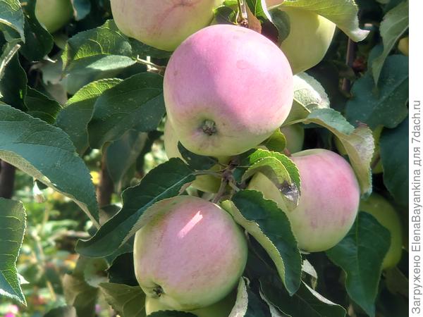 'Кандиль Орловский'