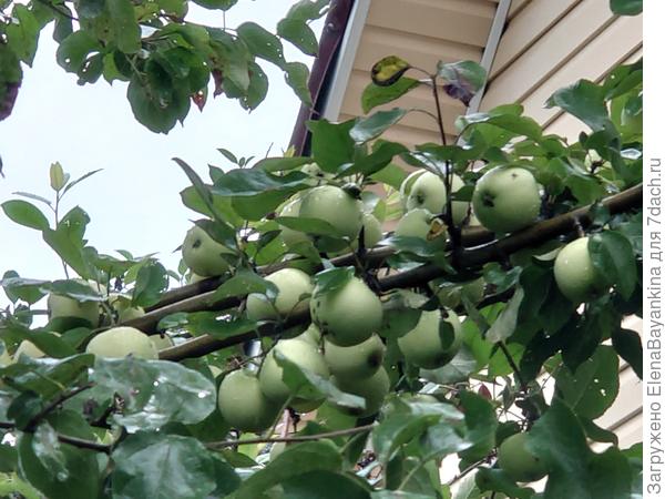 Антоновка золотая ранняя