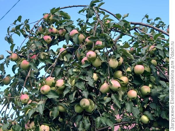 'Кандиль Орловский' ломиться от урожая. Сентябрь 2025 год