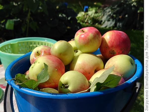 Яблоки сорта Алое раннее