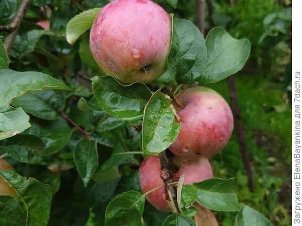 'Подарок Графскому'