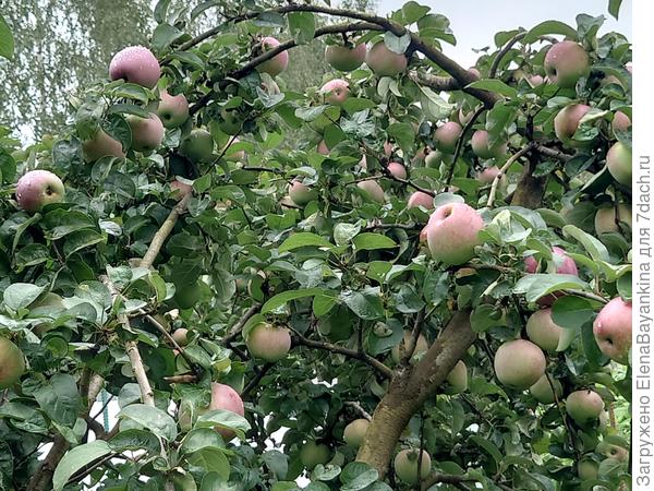 'Подарок Графскому'