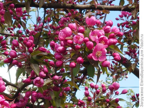 Моя декоративная яблоня ' Макамик'