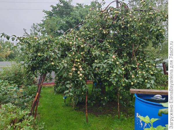 'Кандиль Орловский'