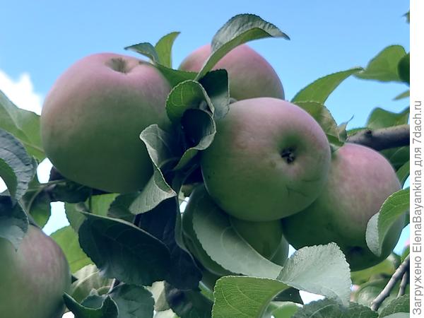 'Подарок Графскому'