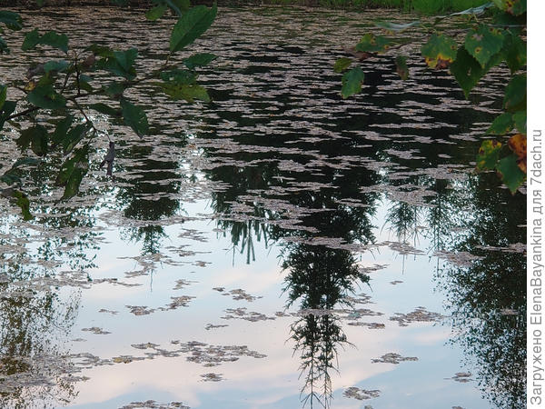 Осенний лес в  большой луже