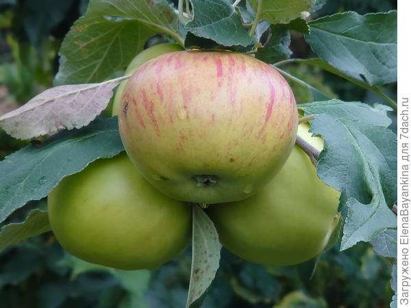 Сорт яблок &#39; Медуница&#39;