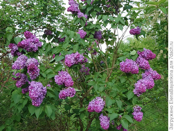 Сорт без названия. Цветки с шестью лепестками. Маленький саженец достался из старого заброшенного сада