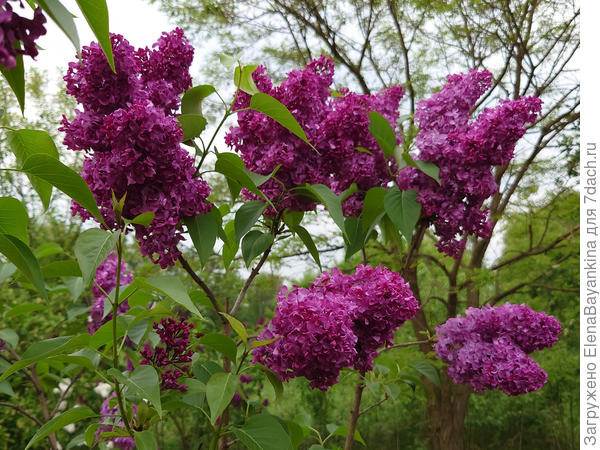 Огромные соцветия- метёлки!