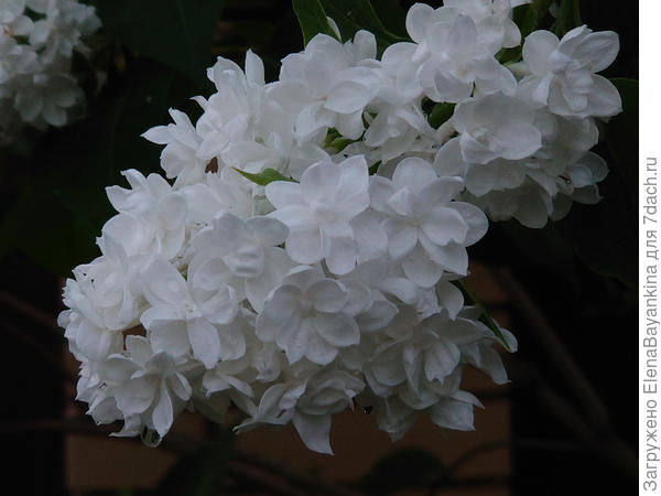 'Miss Elen Willmott. Она зацветает тогда, когда большинство сиреней уже заканчивают свое цветение. Кроме того, она имеет очень аккуратный невысокий пушистый кустик