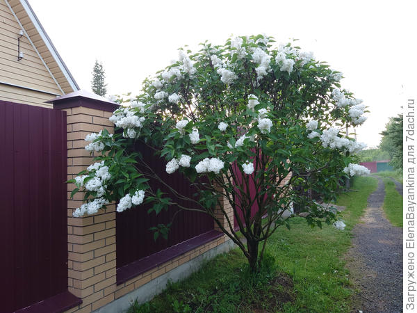 Моя любимая поздняя сирень Miss Elen Willmott