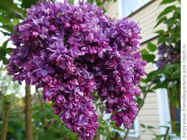 Салават Юлаев. Относительно новый сорт. Грандиозная сирень