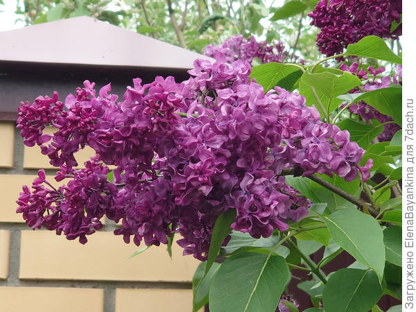 Одна из ранних сиреней в моем саду - Lady Lindsay