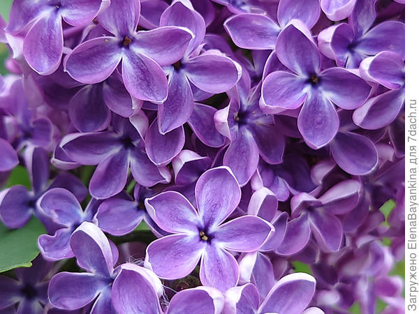 Потрясающий, обильно цветущий сорт Джона Фиалы - Флауэр Сити. Пришлось подарить подруге из-за нехватки места на улице и на моем участке. Сиреневое облако ароматных цветков!