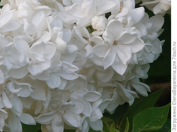 Ещё одна из моих любимых белых сиреней Monique Lemoine