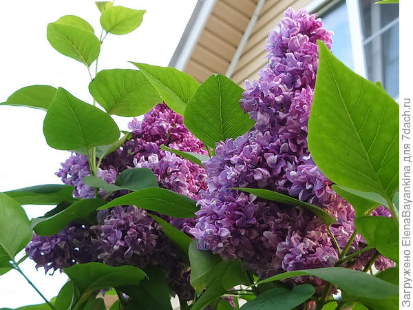 Огромные соцветия-метёлки. Салават Юлаев