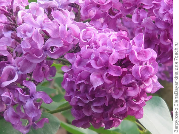 Оригинальные лепестки-пропеллеры Lady Lindsay