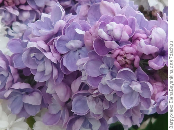 Чем не розочки в красивых метелках!