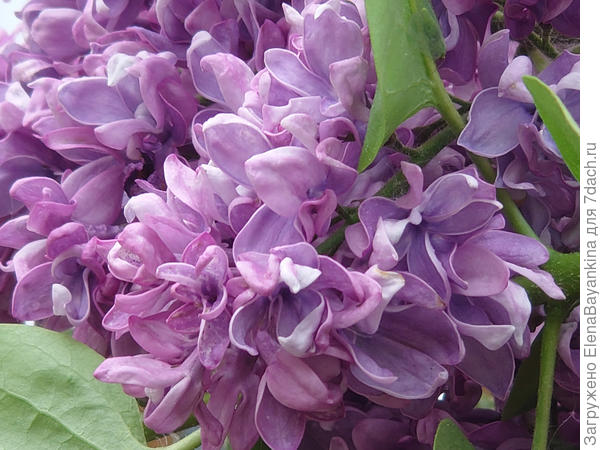 Три яруса лепестков. Салават Юлаев