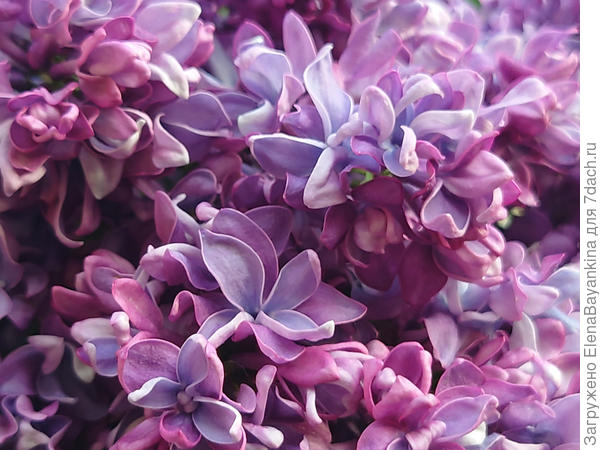 Каждый цветок - это целое произведение искусства!