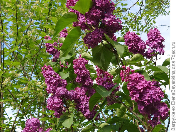 Памяти Людвига Шпетта