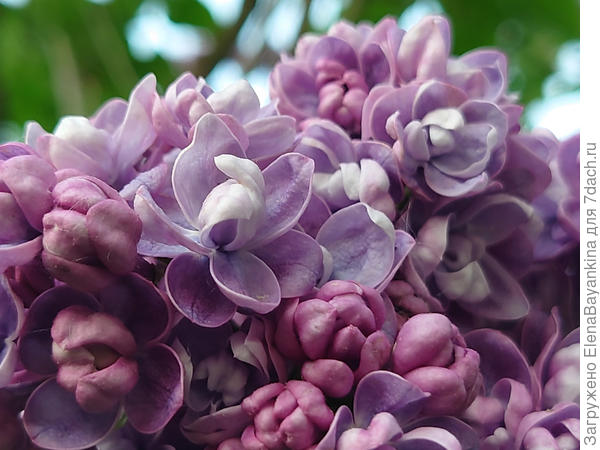 Моя любимая Amy Shott