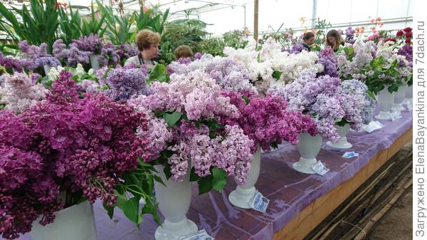 На выставке сирени в Москве.