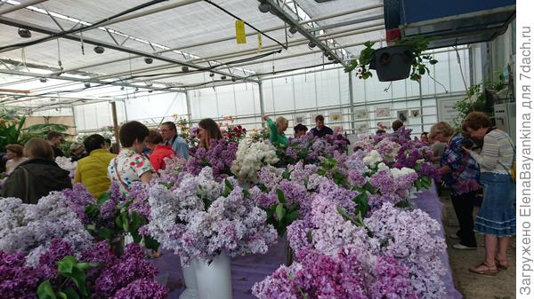 Выставка сирени.