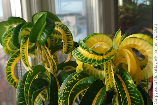 Кротон ' Rams Horn'. Бараний рог в ярких желто зелёных тонах! Красавец!