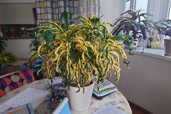 Кротон 'Митхун'( он же 'Хабаровский).Это фонтан жёлтых завитушек. Наполняет комнату солнечным светом, особенно в зимнее время. Красота!