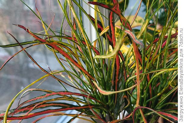 А вот кротон 'Кисть Пикассо'. Тонюсенькие листочки разных оттенков.Ну чем не кисть художника😜