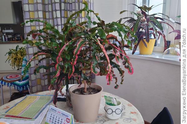 Кротон 'Синг Тонг'.Потрясающие длинные разноцветные кудри. Фонтан радостного настроения. Люблю его!