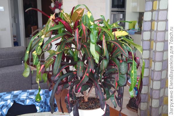 Кротон 'Yard Manee'. Разноцветные листья, сережки и нежные висюлечки!