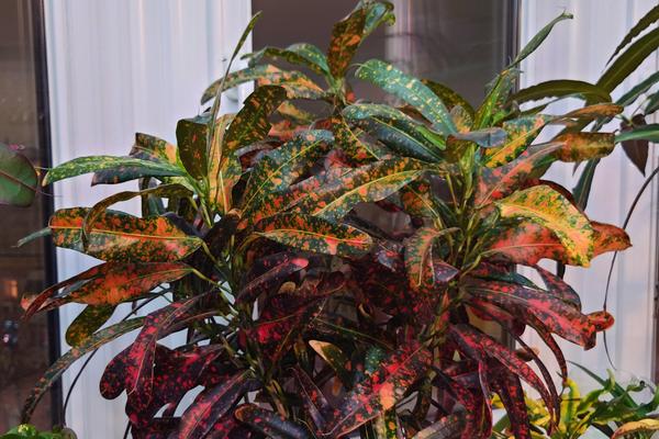 А вот пятнистый 'Батик! Каждый ярус листьев , в зависимости от возраста имеет свой оттенок и цвет! Ну чем не домашний светофор😝😜🤣