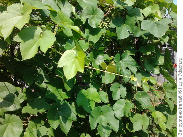 середина лета