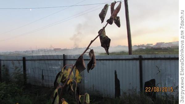 бактериальный ожог