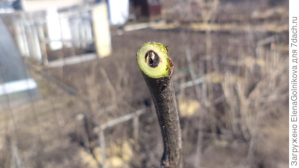 стелянница