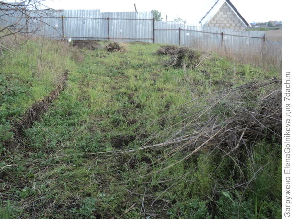 наш будущий сад